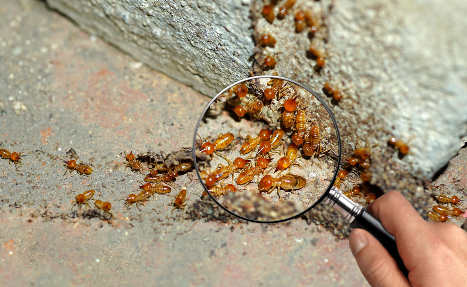 Termite - Ochre Pest Control Services